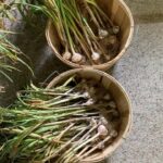 Ivy Winters Instagram - Well it happened! My garlic started flopping over and the lower leaves started browning so I knew I needed to harvest it! First attempt growing garlic and I can say I am 100% HOOKED! What a beautiful plant and the FLAVOR! I’ve never had fresh garlic before and I can say it is incredibly intense! Now starts the curing process... fingers crossed I get it right the first time haha #garlicbreath #garlic #homogrown #stiffneck #softneck #bulb #harvest #curing #airdry #gogrowsomething #garden #farmer