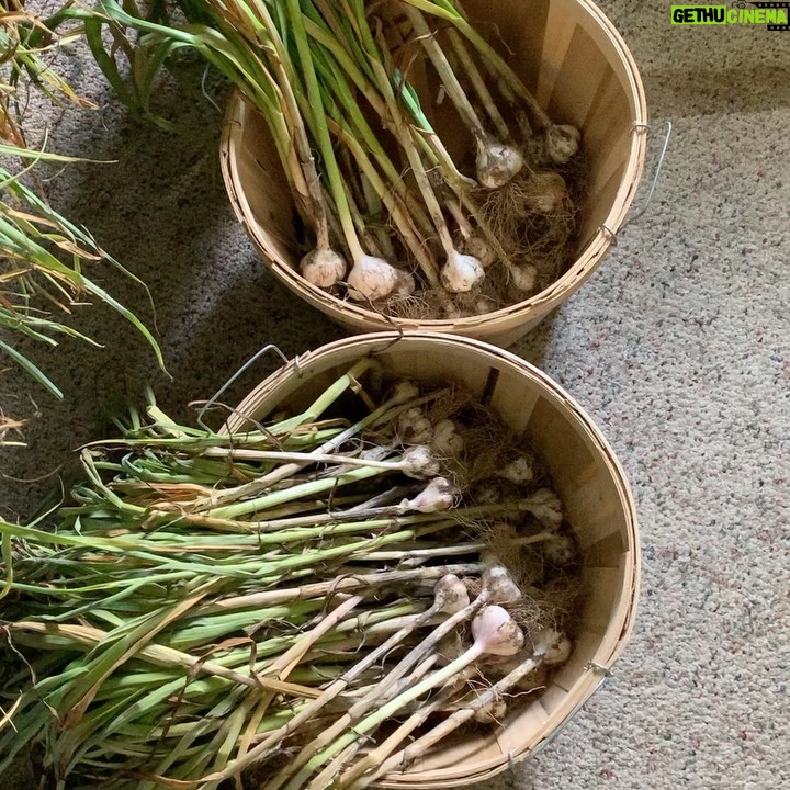 Ivy Winters Instagram - Well it happened! My garlic started flopping over and the lower leaves started browning so I knew I needed to harvest it! First attempt growing garlic and I can say I am 100% HOOKED! What a beautiful plant and the FLAVOR! I’ve never had fresh garlic before and I can say it is incredibly intense! Now starts the curing process... fingers crossed I get it right the first time haha #garlicbreath #garlic #homogrown #stiffneck #softneck #bulb #harvest #curing #airdry #gogrowsomething #garden #farmer