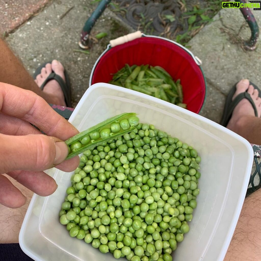 Ivy Winters Instagram - Happy 4th of July everyone! Something so relaxing about sitting by the garden.... sipping whiskey on the rocks and shucking peas!! First round was 2 pounds worth... time to take a break and give my thumb a rest! #peas #garden #harvest #homogrown #green #freshnotfrozen
