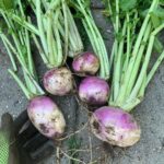 Ivy Winters Instagram - Turnip time!!!! Harvested up all my early season Turnips! Any favorite turnip recipes out there? #turnips #purpleglobe #harvest #homogrown #garden