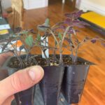 Ivy Winters Instagram - Here are a few pictures of the seedlings I’ve started! Tomatoes are just the prettiest. ALSO my Aloe is blooming!!!!!!l I’ve never had one bloom before and I’m so excited it loves it’s home. How’s your gardening?! Getting anything started? #seedlings #garden #bloomingaloe #aloe #peppers #cabbage #beets #onions #parsley #basils #flowers #gogrowsomething #queenacres