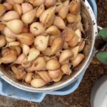 Ivy Winters Instagram - This is what 3,000 garlic cloves looks like!After breaking the bulbs apart they get a vodka / alcohol rinse as well as a 3 day bath in fish emulsion. It’s a good idea to sterilize the cloves before planting as well as give them some food before winter. I also made a new dibbler tool to help with spacing and planting. Saved a lot on the back! They then got a nice layer of pine shavings to help insulate them for their long winter nap. The last photo is the garlic bulbils I saved from the dried garlic flowers. It’ll take a few years for these little bulbils to mature into nice big bulbs. Happy garlic growing friends! #garlic #hardneck #michigan #garden #homogrown #fishfertalizer #diy #stinkyflower #cloves #bulbils #dibbler #innovative