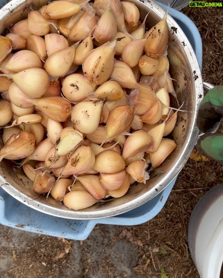 Ivy Winters Instagram - This is what 3,000 garlic cloves looks like!After breaking the bulbs apart they get a vodka / alcohol rinse as well as a 3 day bath in fish emulsion. It’s a good idea to sterilize the cloves before planting as well as give them some food before winter. I also made a new dibbler tool to help with spacing and planting. Saved a lot on the back! They then got a nice layer of pine shavings to help insulate them for their long winter nap. The last photo is the garlic bulbils I saved from the dried garlic flowers. It’ll take a few years for these little bulbils to mature into nice big bulbs. Happy garlic growing friends! #garlic #hardneck #michigan #garden #homogrown #fishfertalizer #diy #stinkyflower #cloves #bulbils #dibbler #innovative