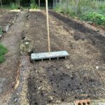 Ivy Winters Instagram - This is what 3,000 garlic cloves looks like!After breaking the bulbs apart they get a vodka / alcohol rinse as well as a 3 day bath in fish emulsion. It’s a good idea to sterilize the cloves before planting as well as give them some food before winter. I also made a new dibbler tool to help with spacing and planting. Saved a lot on the back! They then got a nice layer of pine shavings to help insulate them for their long winter nap. The last photo is the garlic bulbils I saved from the dried garlic flowers. It’ll take a few years for these little bulbils to mature into nice big bulbs. Happy garlic growing friends! #garlic #hardneck #michigan #garden #homogrown #fishfertalizer #diy #stinkyflower #cloves #bulbils #dibbler #innovative