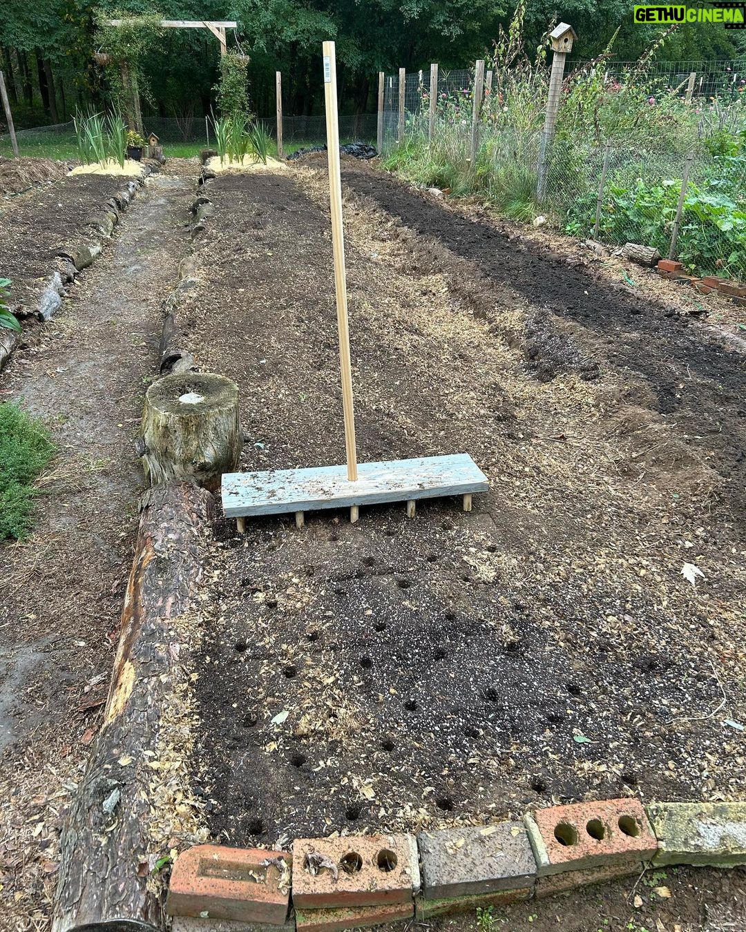 Ivy Winters Instagram - This is what 3,000 garlic cloves looks like!After breaking the bulbs apart they get a vodka / alcohol rinse as well as a 3 day bath in fish emulsion. It’s a good idea to sterilize the cloves before planting as well as give them some food before winter. I also made a new dibbler tool to help with spacing and planting. Saved a lot on the back! They then got a nice layer of pine shavings to help insulate them for their long winter nap. The last photo is the garlic bulbils I saved from the dried garlic flowers. It’ll take a few years for these little bulbils to mature into nice big bulbs. Happy garlic growing friends! #garlic #hardneck #michigan #garden #homogrown #fishfertalizer #diy #stinkyflower #cloves #bulbils #dibbler #innovative