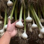Ivy Winters Instagram - Here is your daily dose of garlic therapy! 😜 All harvested and curing nicely in the barn. Excited to have grown some beautiful chunky bulbs this year! I’ll save the biggest to plant in the fall. A few more weeks to cure and then I’ll trim them up and sort what I’ll be selling and saving. I left a handful in the garden that are going to seed so I can try growing bulbs from the bulbils. Yay garden experiments! #garlic #purplegarlic #curing #barn #homogrown #onionbraids #onion