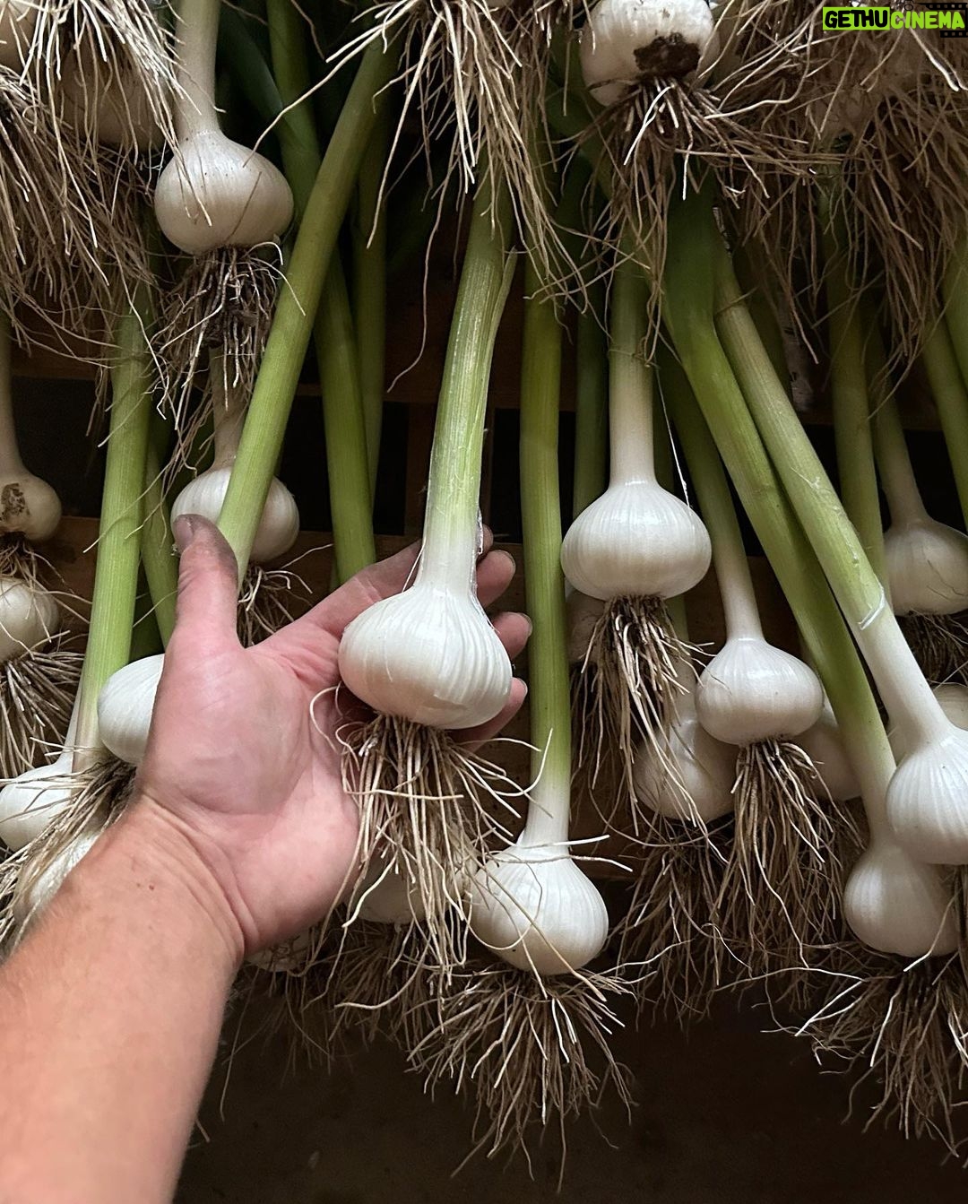 Ivy Winters Instagram - Here is your daily dose of garlic therapy! 😜 All harvested and curing nicely in the barn. Excited to have grown some beautiful chunky bulbs this year! I’ll save the biggest to plant in the fall. A few more weeks to cure and then I’ll trim them up and sort what I’ll be selling and saving. I left a handful in the garden that are going to seed so I can try growing bulbs from the bulbils. Yay garden experiments! #garlic #purplegarlic #curing #barn #homogrown #onionbraids #onion