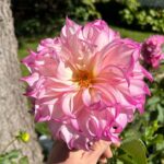 Ivy Winters Instagram - Had a wonderful getaway to Mackinac island with my man! Saw 6 rainbows in 1 day……Tasted some famous fudge and stopped to smell the flowers! #getaway #michigan #mackinacisland #dahlia #starline #cheers