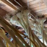 Ivy Winters Instagram - Here is your daily dose of garlic therapy! 😜 All harvested and curing nicely in the barn. Excited to have grown some beautiful chunky bulbs this year! I’ll save the biggest to plant in the fall. A few more weeks to cure and then I’ll trim them up and sort what I’ll be selling and saving. I left a handful in the garden that are going to seed so I can try growing bulbs from the bulbils. Yay garden experiments! #garlic #purplegarlic #curing #barn #homogrown #onionbraids #onion