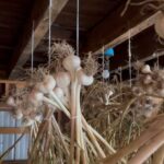 Ivy Winters Instagram - Here is your daily dose of garlic therapy! 😜 All harvested and curing nicely in the barn. Excited to have grown some beautiful chunky bulbs this year! I’ll save the biggest to plant in the fall. A few more weeks to cure and then I’ll trim them up and sort what I’ll be selling and saving. I left a handful in the garden that are going to seed so I can try growing bulbs from the bulbils. Yay garden experiments! #garlic #purplegarlic #curing #barn #homogrown #onionbraids #onion