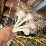 Ivy Winters Instagram - Here is your daily dose of garlic therapy! 😜 All harvested and curing nicely in the barn. Excited to have grown some beautiful chunky bulbs this year! I’ll save the biggest to plant in the fall. A few more weeks to cure and then I’ll trim them up and sort what I’ll be selling and saving. I left a handful in the garden that are going to seed so I can try growing bulbs from the bulbils. Yay garden experiments! #garlic #purplegarlic #curing #barn #homogrown #onionbraids #onion