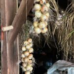 Ivy Winters Instagram - Here is your daily dose of garlic therapy! 😜 All harvested and curing nicely in the barn. Excited to have grown some beautiful chunky bulbs this year! I’ll save the biggest to plant in the fall. A few more weeks to cure and then I’ll trim them up and sort what I’ll be selling and saving. I left a handful in the garden that are going to seed so I can try growing bulbs from the bulbils. Yay garden experiments! #garlic #purplegarlic #curing #barn #homogrown #onionbraids #onion