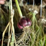 Ivy Winters Instagram - Here is your daily dose of garlic therapy! 😜 All harvested and curing nicely in the barn. Excited to have grown some beautiful chunky bulbs this year! I’ll save the biggest to plant in the fall. A few more weeks to cure and then I’ll trim them up and sort what I’ll be selling and saving. I left a handful in the garden that are going to seed so I can try growing bulbs from the bulbils. Yay garden experiments! #garlic #purplegarlic #curing #barn #homogrown #onionbraids #onion