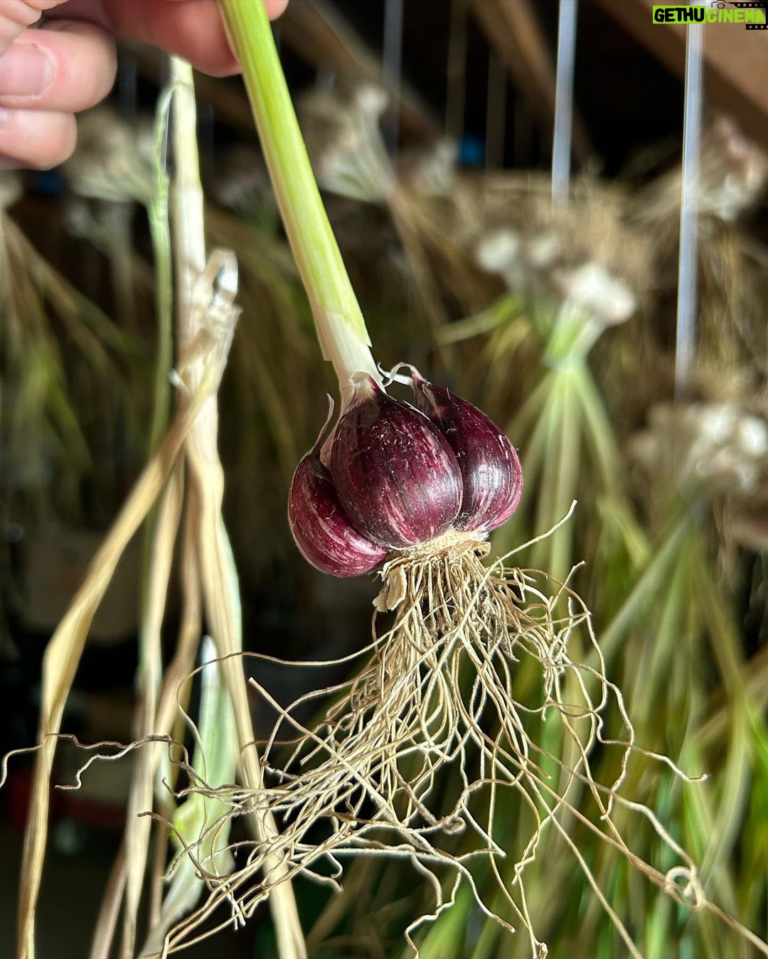 Ivy Winters Instagram - Here is your daily dose of garlic therapy! 😜 All harvested and curing nicely in the barn. Excited to have grown some beautiful chunky bulbs this year! I’ll save the biggest to plant in the fall. A few more weeks to cure and then I’ll trim them up and sort what I’ll be selling and saving. I left a handful in the garden that are going to seed so I can try growing bulbs from the bulbils. Yay garden experiments! #garlic #purplegarlic #curing #barn #homogrown #onionbraids #onion
