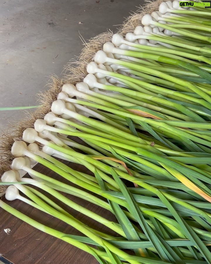 Ivy Winters Instagram - Here is your daily dose of garlic therapy! 😜 All harvested and curing nicely in the barn. Excited to have grown some beautiful chunky bulbs this year! I’ll save the biggest to plant in the fall. A few more weeks to cure and then I’ll trim them up and sort what I’ll be selling and saving. I left a handful in the garden that are going to seed so I can try growing bulbs from the bulbils. Yay garden experiments! #garlic #purplegarlic #curing #barn #homogrown #onionbraids #onion