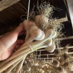 Ivy Winters Instagram - Here is your daily dose of garlic therapy! 😜 All harvested and curing nicely in the barn. Excited to have grown some beautiful chunky bulbs this year! I’ll save the biggest to plant in the fall. A few more weeks to cure and then I’ll trim them up and sort what I’ll be selling and saving. I left a handful in the garden that are going to seed so I can try growing bulbs from the bulbils. Yay garden experiments! #garlic #purplegarlic #curing #barn #homogrown #onionbraids #onion