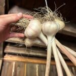 Ivy Winters Instagram - Here is your daily dose of garlic therapy! 😜 All harvested and curing nicely in the barn. Excited to have grown some beautiful chunky bulbs this year! I’ll save the biggest to plant in the fall. A few more weeks to cure and then I’ll trim them up and sort what I’ll be selling and saving. I left a handful in the garden that are going to seed so I can try growing bulbs from the bulbils. Yay garden experiments! #garlic #purplegarlic #curing #barn #homogrown #onionbraids #onion