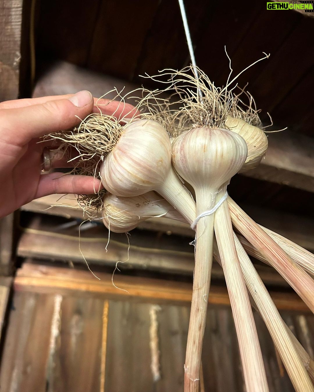 Ivy Winters Instagram - Here is your daily dose of garlic therapy! 😜 All harvested and curing nicely in the barn. Excited to have grown some beautiful chunky bulbs this year! I’ll save the biggest to plant in the fall. A few more weeks to cure and then I’ll trim them up and sort what I’ll be selling and saving. I left a handful in the garden that are going to seed so I can try growing bulbs from the bulbils. Yay garden experiments! #garlic #purplegarlic #curing #barn #homogrown #onionbraids #onion