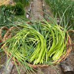 Ivy Winters Instagram - Garlic update! Scapes are busting out all over! One of my favorite garden tasks…. Harvesting garlic scapes! They are so delicious. I try to use them in everything I cook in June. Before ya know it the bulbs will swell up and it’ll be time to pull the bulbs from the ground. That always happens the beginning of July for me here in zone 5b. How’s your garlic growing? #homogrown #garlicscape #scape #garlic #garden #walkingkidsinnature #growyourownfood