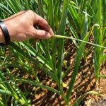 Ivy Winters Instagram - Garlic update! Scapes are busting out all over! One of my favorite garden tasks…. Harvesting garlic scapes! They are so delicious. I try to use them in everything I cook in June. Before ya know it the bulbs will swell up and it’ll be time to pull the bulbs from the ground. That always happens the beginning of July for me here in zone 5b. How’s your garlic growing? #homogrown #garlicscape #scape #garlic #garden #walkingkidsinnature #growyourownfood