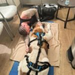 J Balvin Instagram – Enzo llegó a mi vida a ponerle color, fueron 14 años en los que me dio el privilegio de tenerlo cerca, de verme crecer, caer y subir.

Empezó siendo mi hijo y terminó siendo mi abuelo, ya sabemos que sus años cuentan diferente, por eso solo me dio sabiduría, me enseñó cómo aprender a guardar silencio y saber escoger mis batallas , la lealtad y la magestusidad de vivir al servicio, como siempre lo hizo conmigo, mi familia y mis amigos.

Ya no estás en este plano físico pero tu energía está con nosotros.

Gracias por cuidar de mi familia , de Valentina, en su embarazo como todo un guardián y de acompañarme en todos mis momentos de forma incondicional. 

Descansa en paz.

El cielo está de fiesta, estoy seguro! 
Rey Enzo