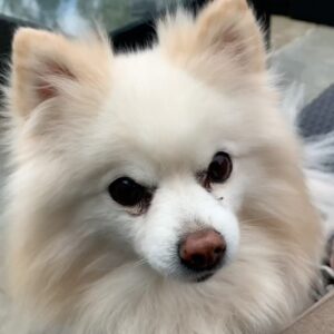 JWoww Instagram - For 17 incredible years, I had the privilege of sharing my life with Bella. At 21,  I moved to New York City for college, but the fear of being alone overwhelmed me. But then, I found Bella, and in that moment, I knew she needed me as much as I needed her. Through the highs and lows, Bella remained by my side, providing comfort and support... and the occasional bite to anyone who got close LOL 🩷 Bella, you departed this world with utmost grace and dignity, leaving behind memories and countless moments of joy. My love for you knows no bounds, and as I navigate this broken heart, I can't help but wonder if it will ever be whole again. You, my precious Bella, were my first baby, forever etched in my heart with love and adoration. 💔