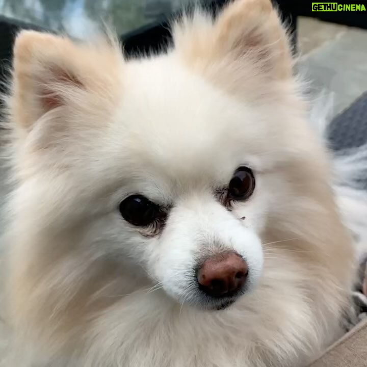 JWoww - 270.6K Likes - For 17 incredible years, I had the privilege of sharing my life with Bella. At 21, I moved to New York City for college, but the fear of being alone overwhelmed me. But then, I found Bella, and in that moment, I knew she needed me as much as I needed her. Through the highs and lows, Bella remained by my side, providing comfort and support... and the occasional bite to anyone who got close LOL 🩷 Bella, you departed this world with utmost grace and dignity, leaving behind memories and countless moments of joy. My love for you knows no bounds, and as I navigate this broken heart, I can't help but wonder if it will ever be whole again. You, my precious Bella, were my first baby, forever etched in my heart with love and adoration. 💔