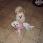 JWoww Instagram - For 17 incredible years, I had the privilege of sharing my life with Bella. At 21, I moved to New York City for college, but the fear of being alone overwhelmed me. But then, I found Bella, and in that moment, I knew she needed me as much as I needed her. Through the highs and lows, Bella remained by my side, providing comfort and support... and the occasional bite to anyone who got close LOL 🩷 Bella, you departed this world with utmost grace and dignity, leaving behind memories and countless moments of joy. My love for you knows no bounds, and as I navigate this broken heart, I can't help but wonder if it will ever be whole again. You, my precious Bella, were my first baby, forever etched in my heart with love and adoration. 💔
