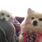 JWoww Instagram - For 17 incredible years, I had the privilege of sharing my life with Bella. At 21, I moved to New York City for college, but the fear of being alone overwhelmed me. But then, I found Bella, and in that moment, I knew she needed me as much as I needed her. Through the highs and lows, Bella remained by my side, providing comfort and support... and the occasional bite to anyone who got close LOL 🩷 Bella, you departed this world with utmost grace and dignity, leaving behind memories and countless moments of joy. My love for you knows no bounds, and as I navigate this broken heart, I can't help but wonder if it will ever be whole again. You, my precious Bella, were my first baby, forever etched in my heart with love and adoration. 💔