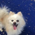 JWoww Instagram - Missing you a lot today 🐶 😕 promise I’m taking good care of Noel while you two are apart 💔