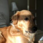 Jace Norman Instagram - Been spending allot of time reflecting. Finding new perspectives. New ideas. Love my dog