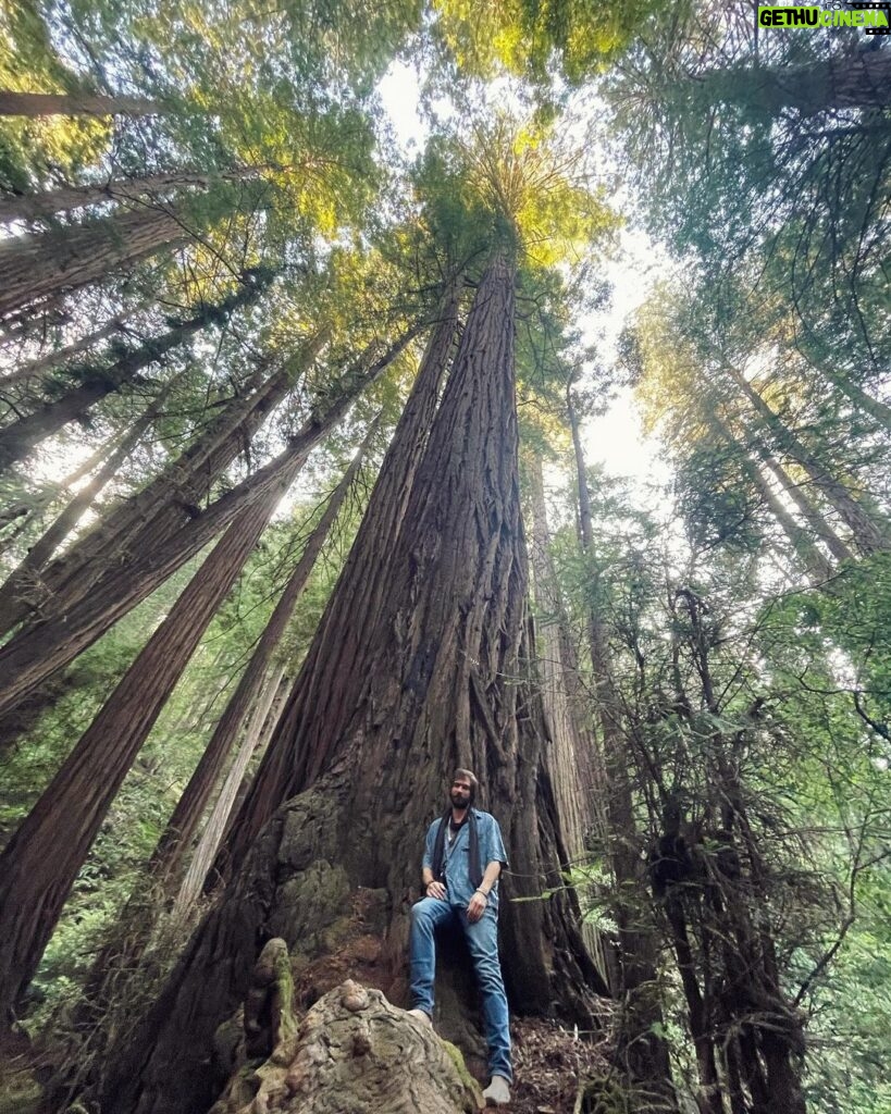 Jack Broadbent Instagram - What can I say! Absolutely breathtaking! #redwoods #california Muir Woods National Monument