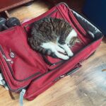 Jack Broadbent Instagram – When kitty knows you’re going on tour!! #CanIComeToo!! #jackbroadbent #peterframpton #europeantour #2022 Link in bio Europe