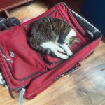 Jack Broadbent Instagram - When kitty knows you’re going on tour!! #CanIComeToo!! #jackbroadbent #peterframpton #europeantour #2022 Link in bio Europe
