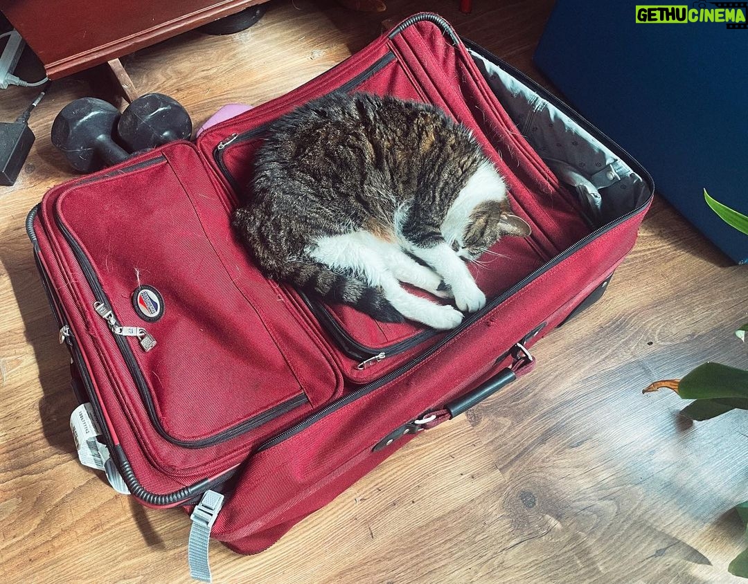 Jack Broadbent Instagram - When kitty knows you’re going on tour!! #CanIComeToo!! #jackbroadbent #peterframpton #europeantour #2022 Link in bio Europe