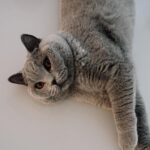 Jade Picon Instagram - eu acho que eu vi um gatinho New York, New York