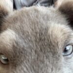 Jake Austin Walker Instagram - Pupdate ☀️
