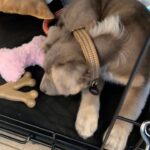 Jake Austin Walker Instagram - Move over Pedro, there’s a new daddy in town 🥹🐶 Meet ATLAS ❤️ 1,000x over thank you from the bottom of my heart to @thelabellefoundation for my new best friend. 10/10 service, care, and hospitality. Best early bday gift ever.