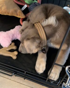 Jake Austin Walker Instagram - Move over Pedro, there’s a new daddy in town 🥹🐶

Meet ATLAS ❤️ 

1,000x over thank you from the bottom of my heart to @thelabellefoundation for my new best friend. 10/10 service, care, and hospitality. 

Best early bday gift ever.