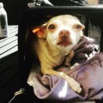 James Michael Tyler Instagram - #roofdog #hollywood #chilling #chillin