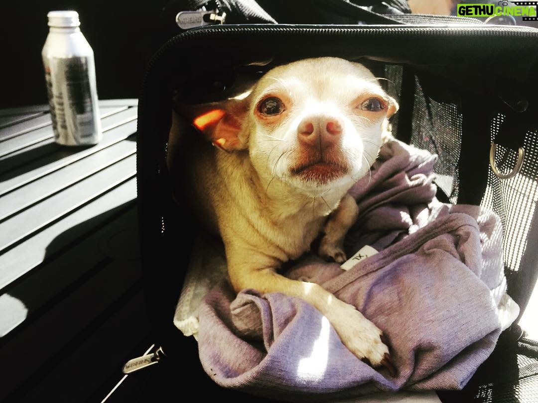 James Michael Tyler - 324 Likes - #roofdog #hollywood #chilling #chillin