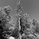 James Michael Tyler Instagram – Weekend getaway! #tree #mountains #photography San Bernardino National Forest