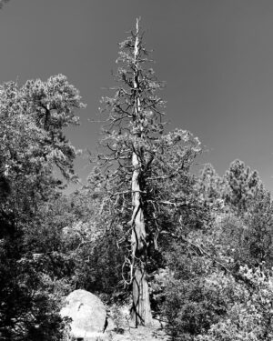 James Michael Tyler Instagram - Weekend getaway! #tree #mountains #photography