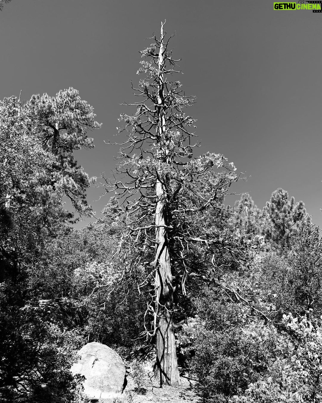 James Michael Tyler - 657 Likes - Weekend getaway! #tree #mountains #photography