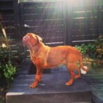 James Roday Rodriguez Instagram - Sunkissed. Ginger. #mastiffmonday