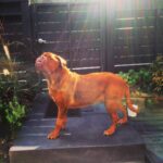 James Roday Rodriguez Instagram – Sunkissed. Ginger. #mastiffmonday