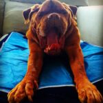 James Roday Rodriguez Instagram - Nap. Check. Eating a planet. Next.