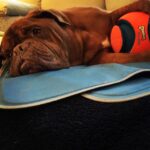 James Roday Rodriguez Instagram – A boy and his ball. #spacewalrus