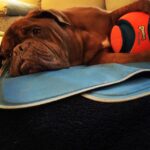 James Roday Rodriguez Instagram - A boy and his ball. #spacewalrus