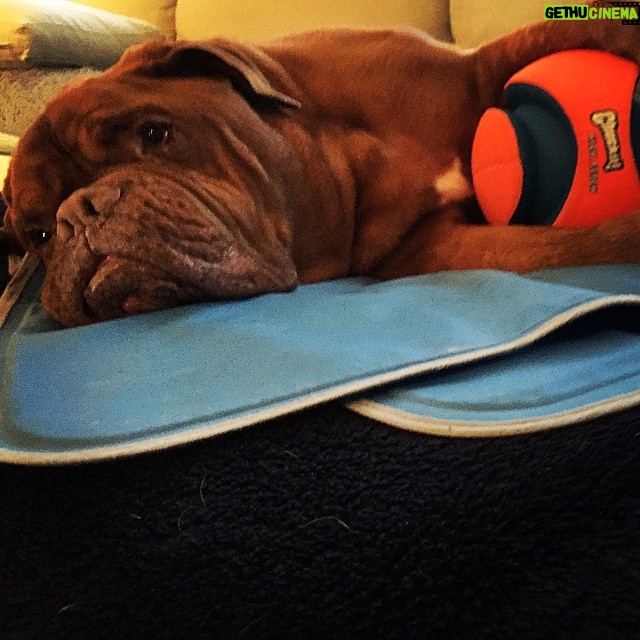 James Roday Rodriguez Instagram - A boy and his ball. #spacewalrus